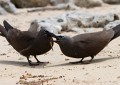 Lord Howe Island_20061209_124